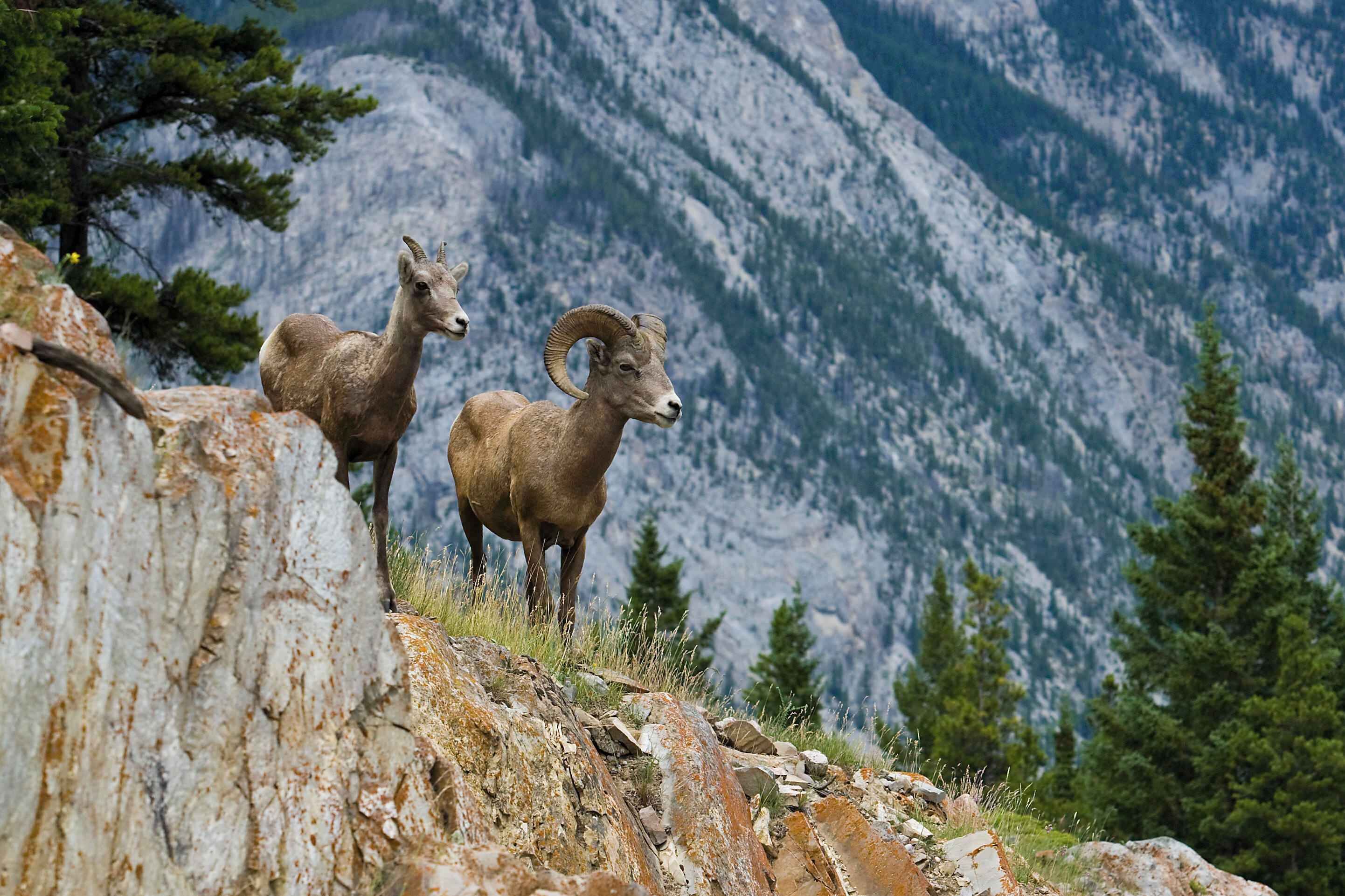 Deux mouflons d’Amérique sur un versant montagneux rocheux, avec en arrière-plan des montagnes enneigées.