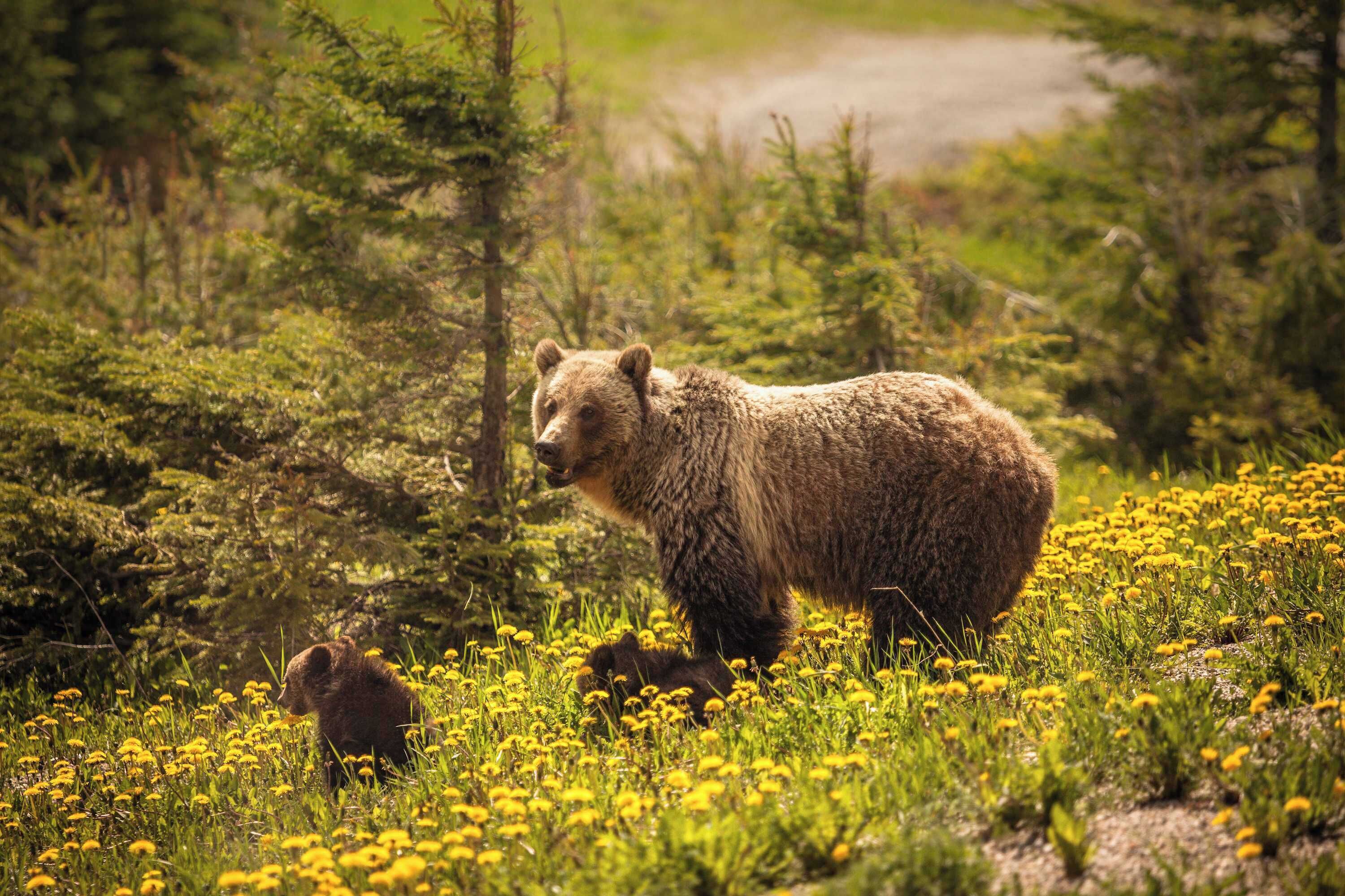 Un orso in un ambiente naturale, tra erba e alberi.