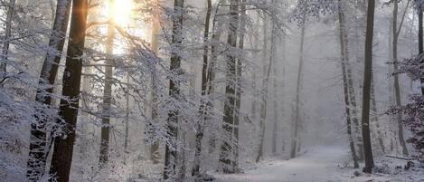 A snow-covered forest path with tall trees and sunlight filtering through.