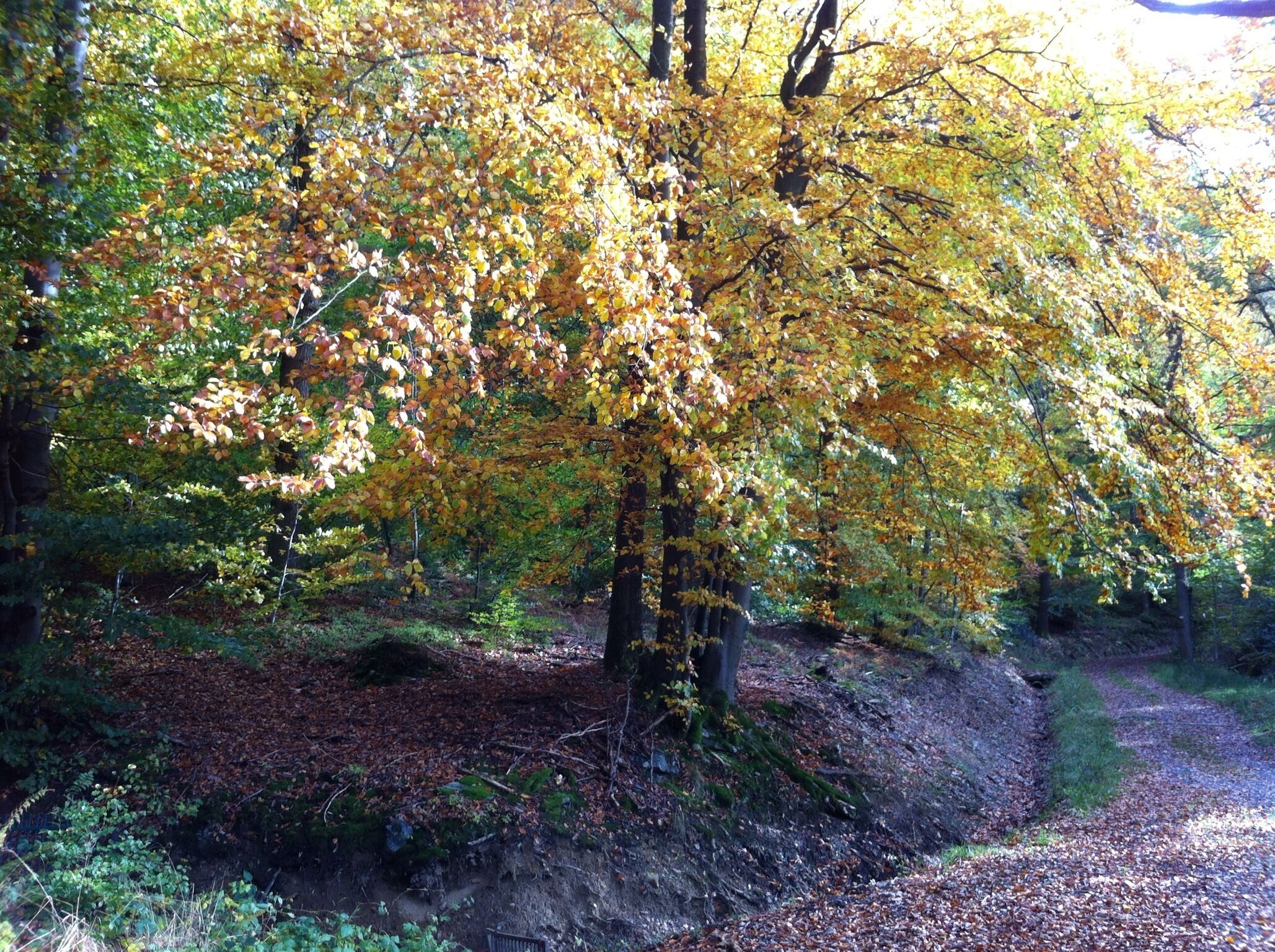 A forested area with a dirt path.