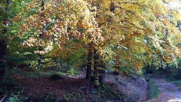 A forested area with a dirt path.