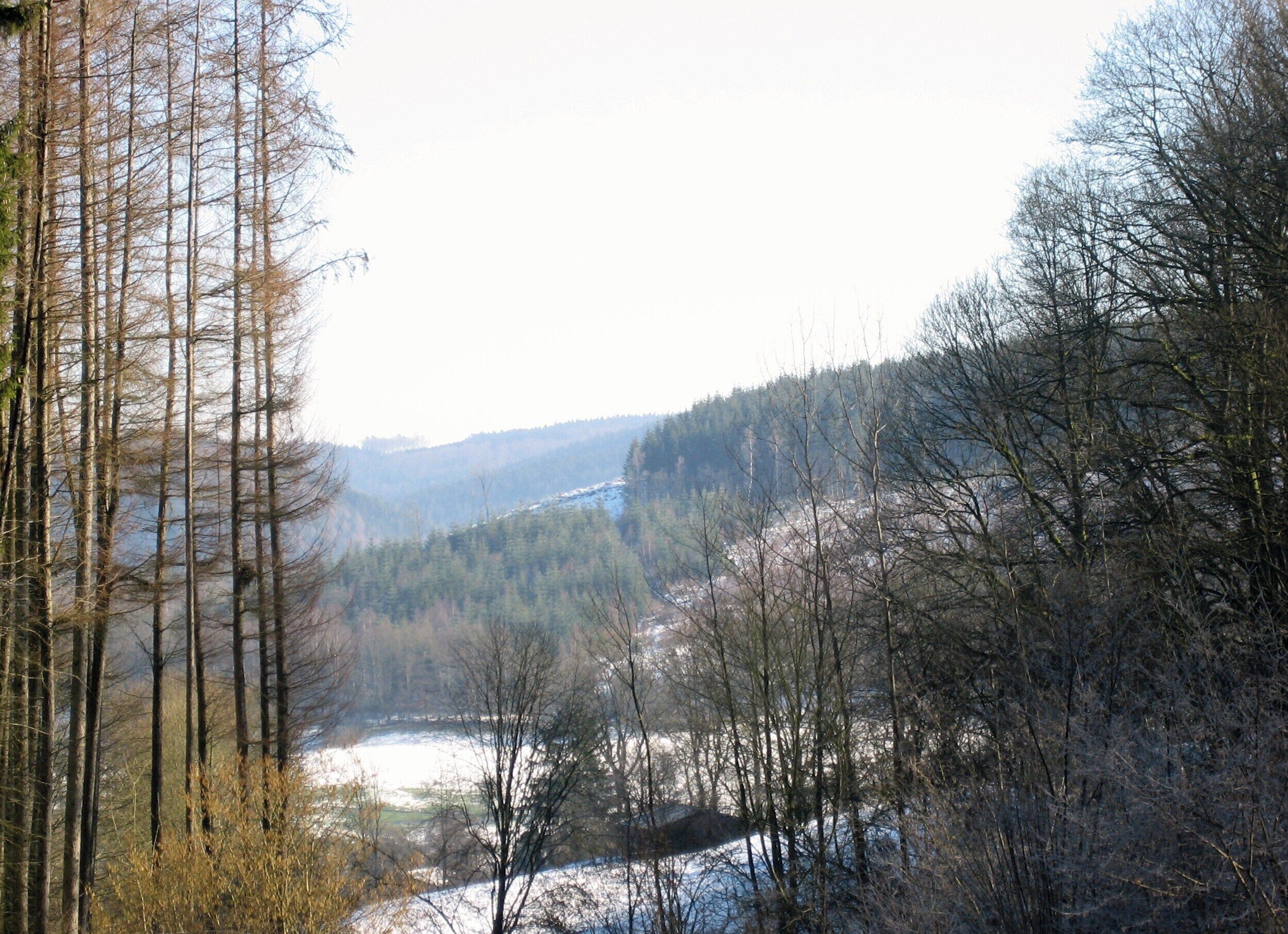 A forested valley with a river, likely a natural setting without visible man-made structures.