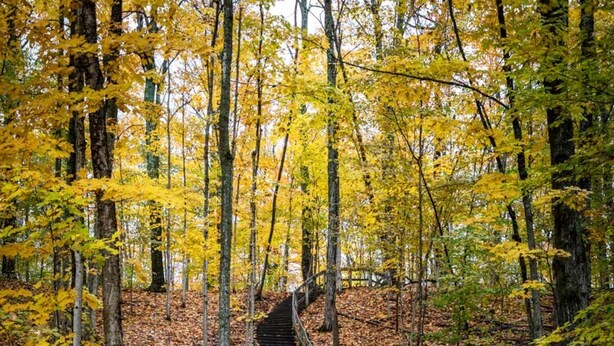 A wooden staircase surrounded by autumn leaves leading to a sign that reads "CISTERN SPUR". - Brick Haven, 2 bedroom condo in the Grand Traverse Commons (Traverse City)