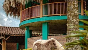 A pony grazing in a lush green area with a building featuring a thatched roof and a balcony. - Finca hotel el diamante (Calarcá)