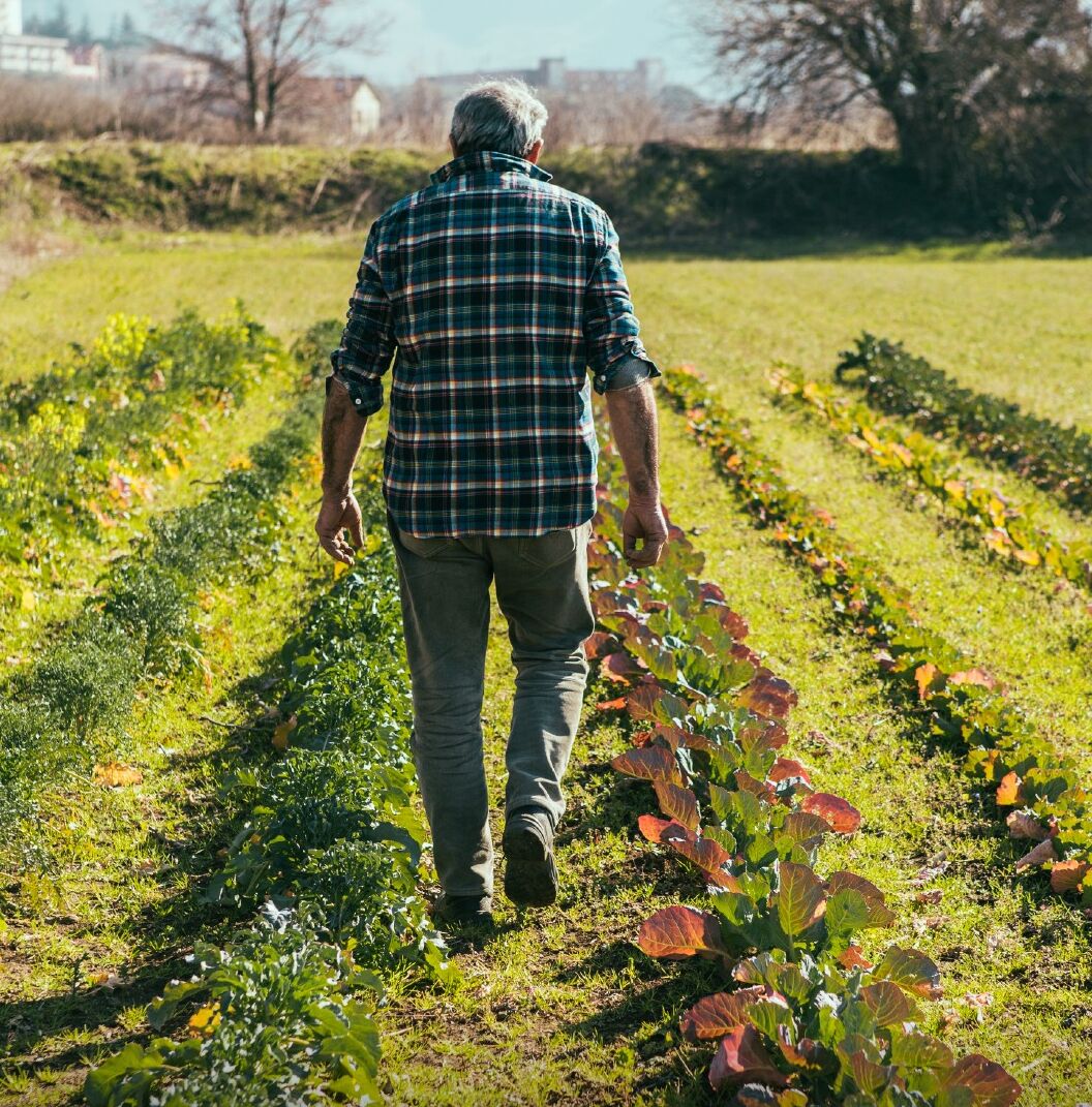 Un hombre caminando por un jardín con hileras de plantas.