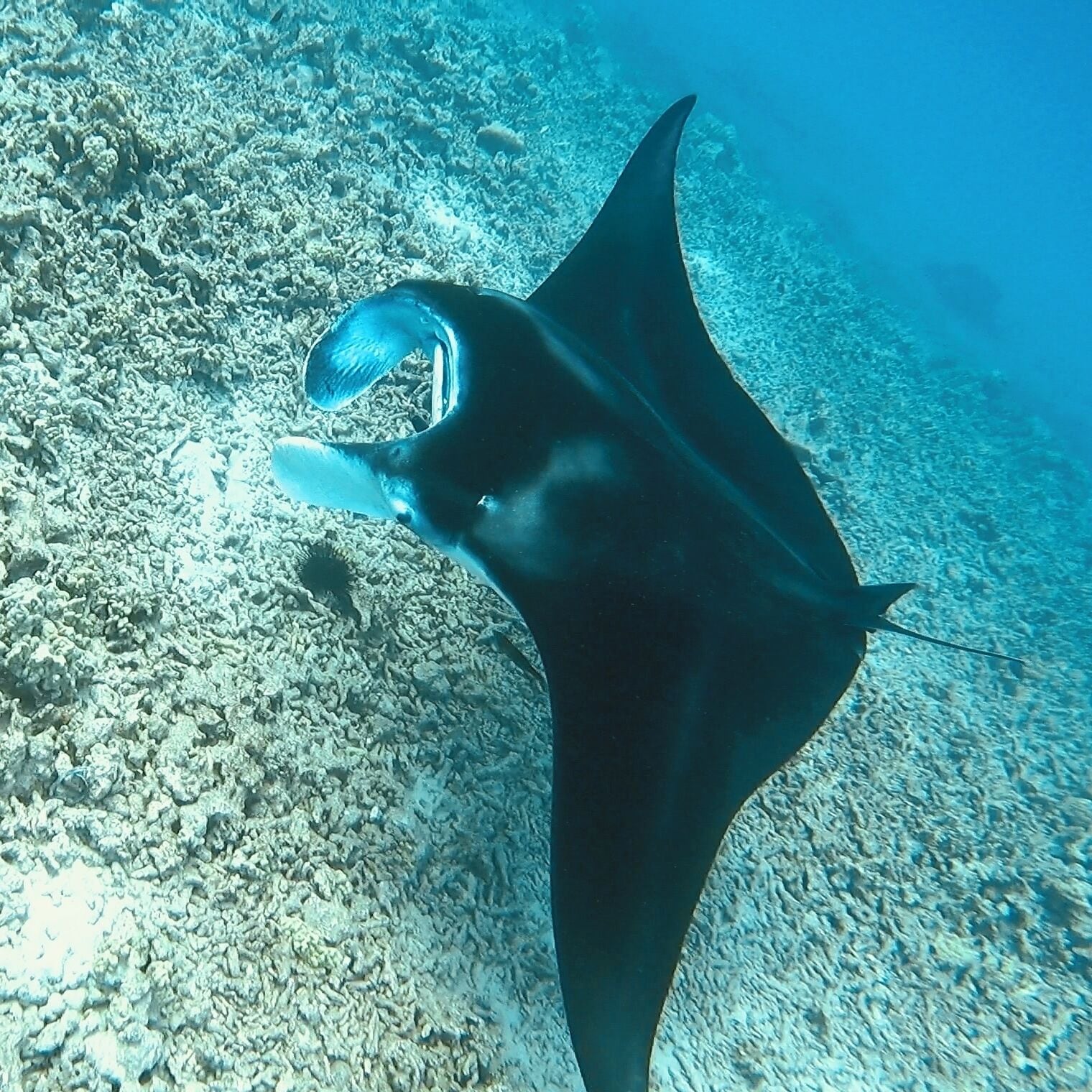A stingray swimming near a coral reef.
