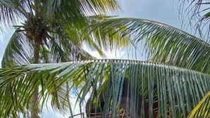 A pool with a wooden deck and a palm tree in the background.