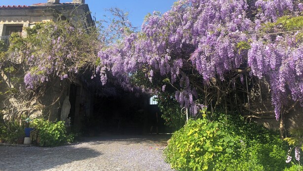 A stone building with a traditional roof, a stone archway, and a wisteria-covered entrance. - QUINTA DE RIBAS - LA CLEF DES CHAMPS - AUTHENTIC LITTLE HOUSE (Vila cha do marao, amarante)