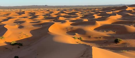 Un extenso paisaje desértico con dunas ondulantes y vegetación escasa.
