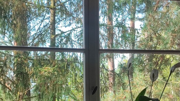 Une fenêtre avec un pot de fleurs posé sur le rebord, donnant sur une zone boisée.
