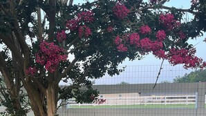 A tree with pink flowers, a fence, and a grassy area. - Cozy 1-bedroom apartment in quaint Creedmoor with AC, WiFi &laundry (Creedmoor)