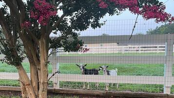 Enceinte de lâhĂ©bergement