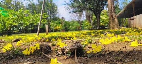 Camping, Glamping and Tour Operator Zompopas Trail Costa Rica.