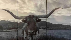 Un taureau aux grandes cornes se trouve dans un champ, avec des montagnes en arrière-plan.