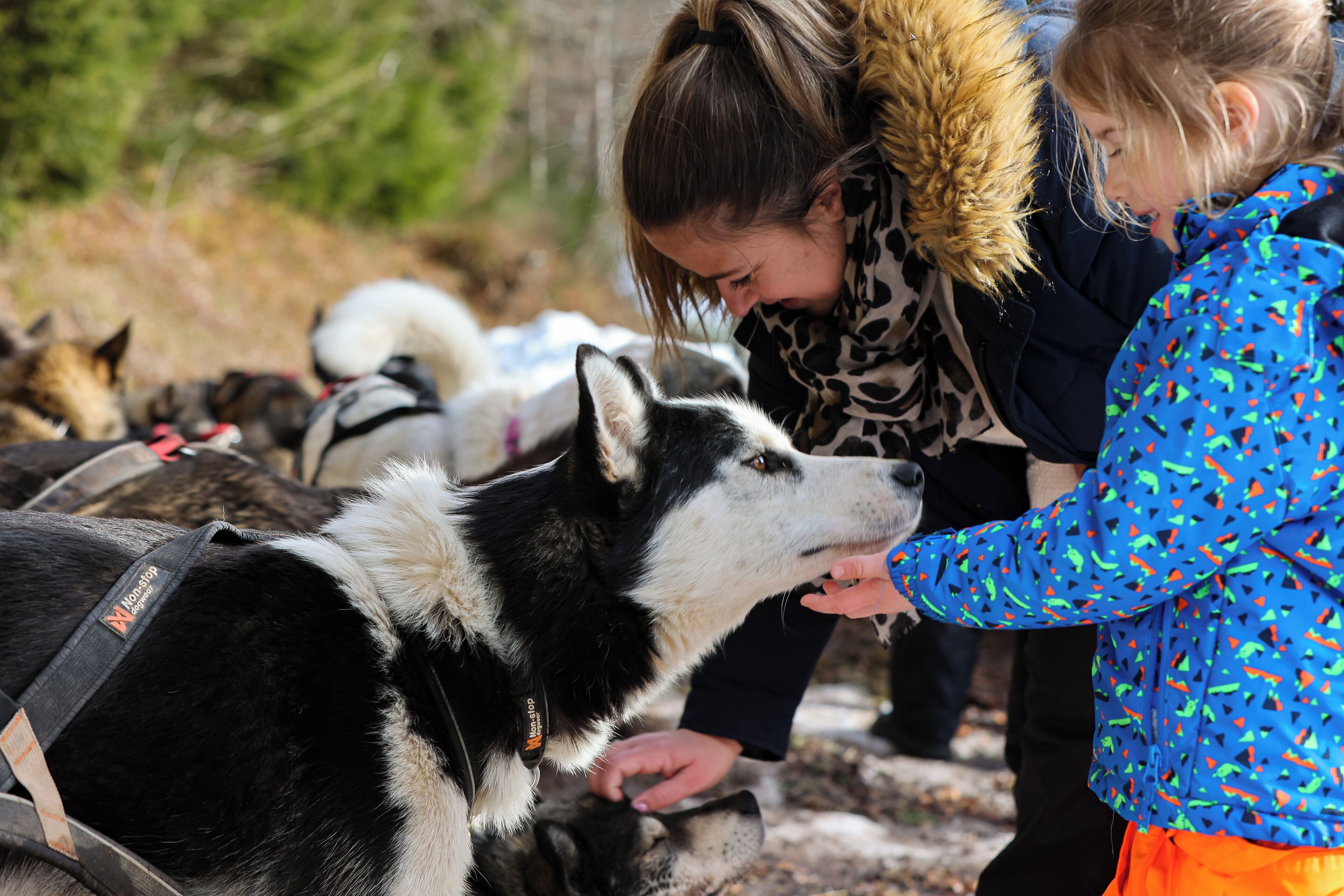A person interacting with a dog wearing a harness.