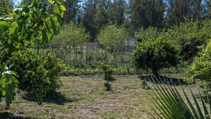 A garden with various plants and trees, a fenced area, and a small building in the background.