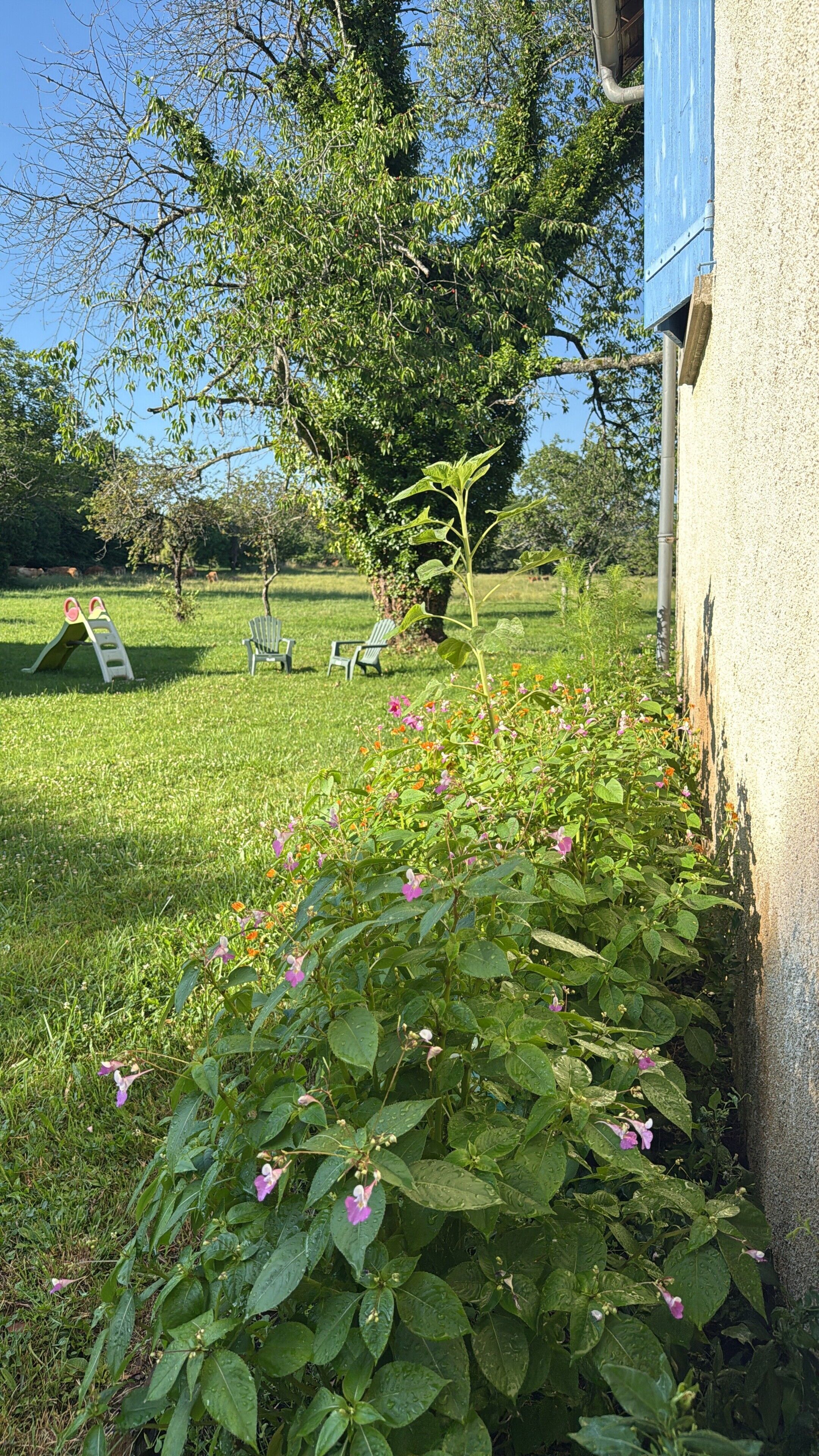 Ein Garten mit Rasenfläche, einem Baum und einem Gebäude.
