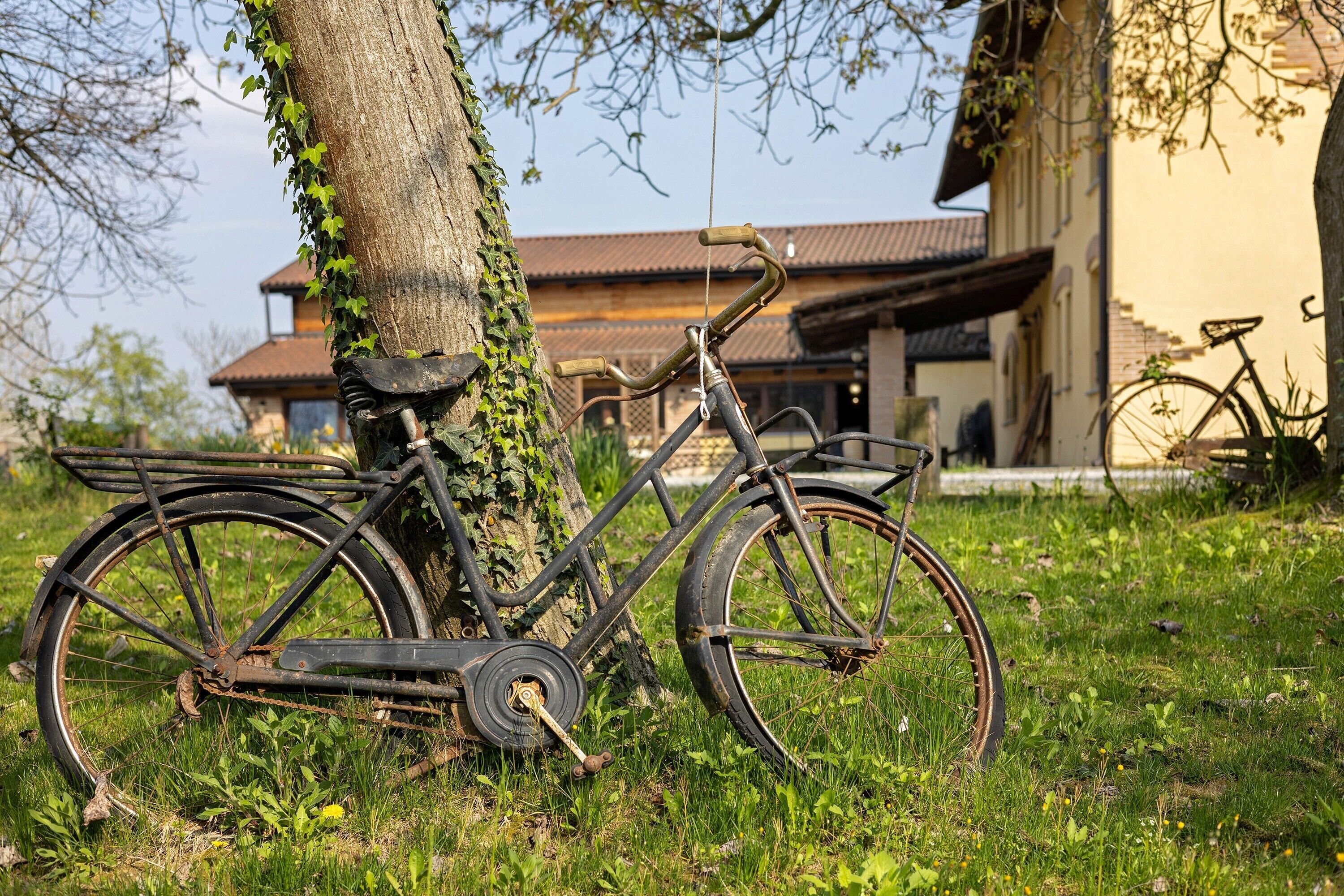 Un vélo est garé contre un arbre dans une zone herbeuse, avec un bâtiment en arrière-plan.