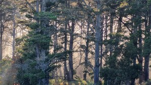 A dense forest with tall trees and sunlight filtering through. - Tranquil Studio Retreat in Leura with Private Bush Outlook. (Leura)