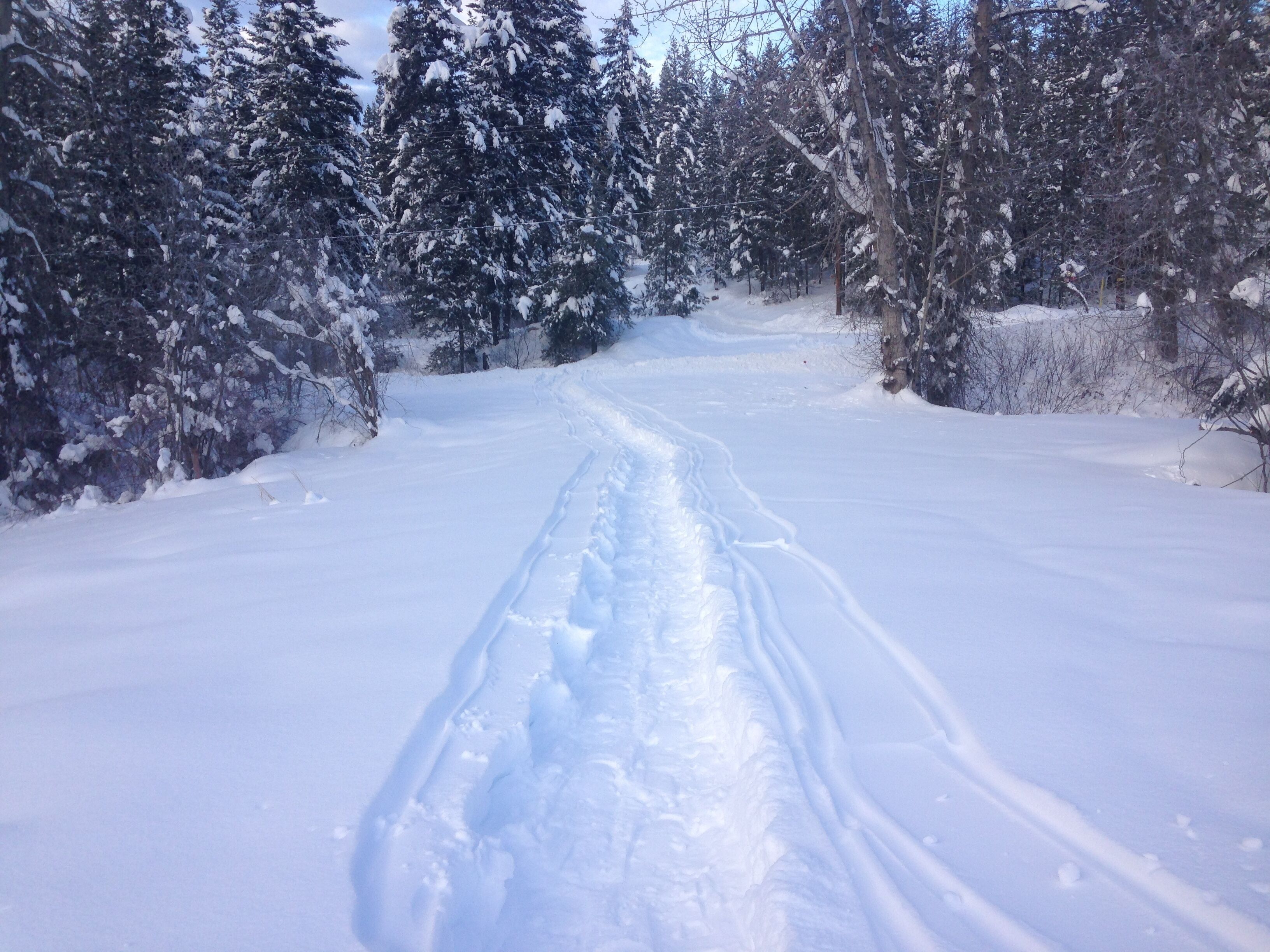 A snow-covered path in a forest with trees on both sides.