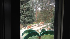 A view of a deer in a forested area through a window with a green plant decoration. - Private Getaway by a Creek on 20 acres (Princeton)