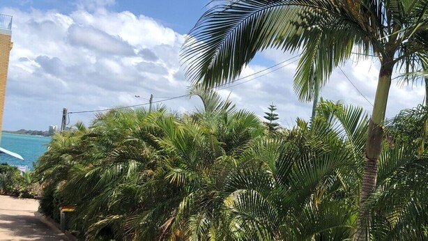 A pathway lined with palm trees and a view of the ocean.