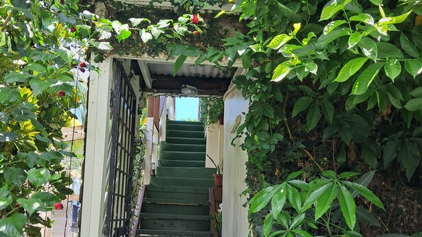 A narrow staircase surrounded by lush greenery and red flowers, leading to a building entrance.