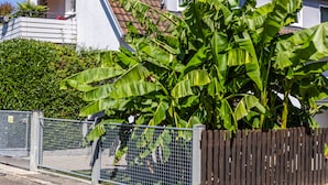 A residential area with a house featuring a tiled roof and a large banana tree in the foreground. - Apartment 'Bodensee' with Garden, Balcony and Wi-Fi (Friedrichshafen)