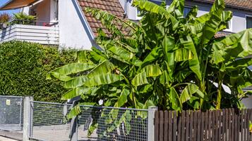 A residential area with a house featuring a tiled roof and a large banana tree in the foreground.