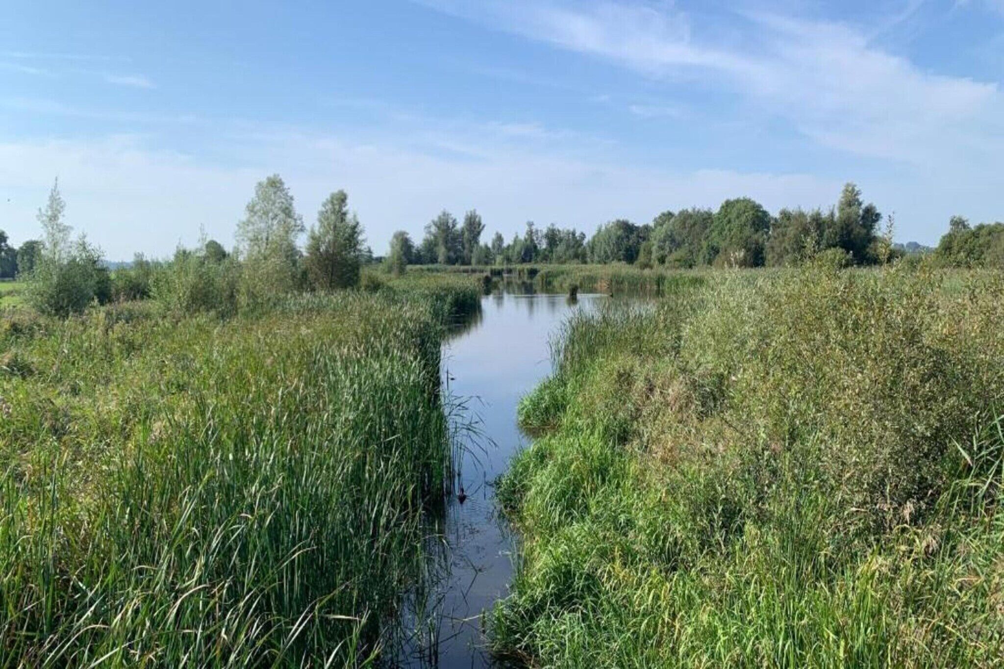 A calm river with dense vegetation on both sides.