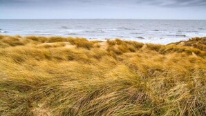 Een strand met duinen en de oceaan op de achtergrond.