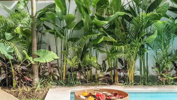 Un espace piscine agrémenté d’un fauteuil de relaxation en osier et de diverses plantes tropicales.