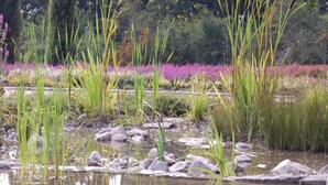 Ein Garten mit einem Teich, umgeben von verschiedenen Pflanzen und Bäumen.