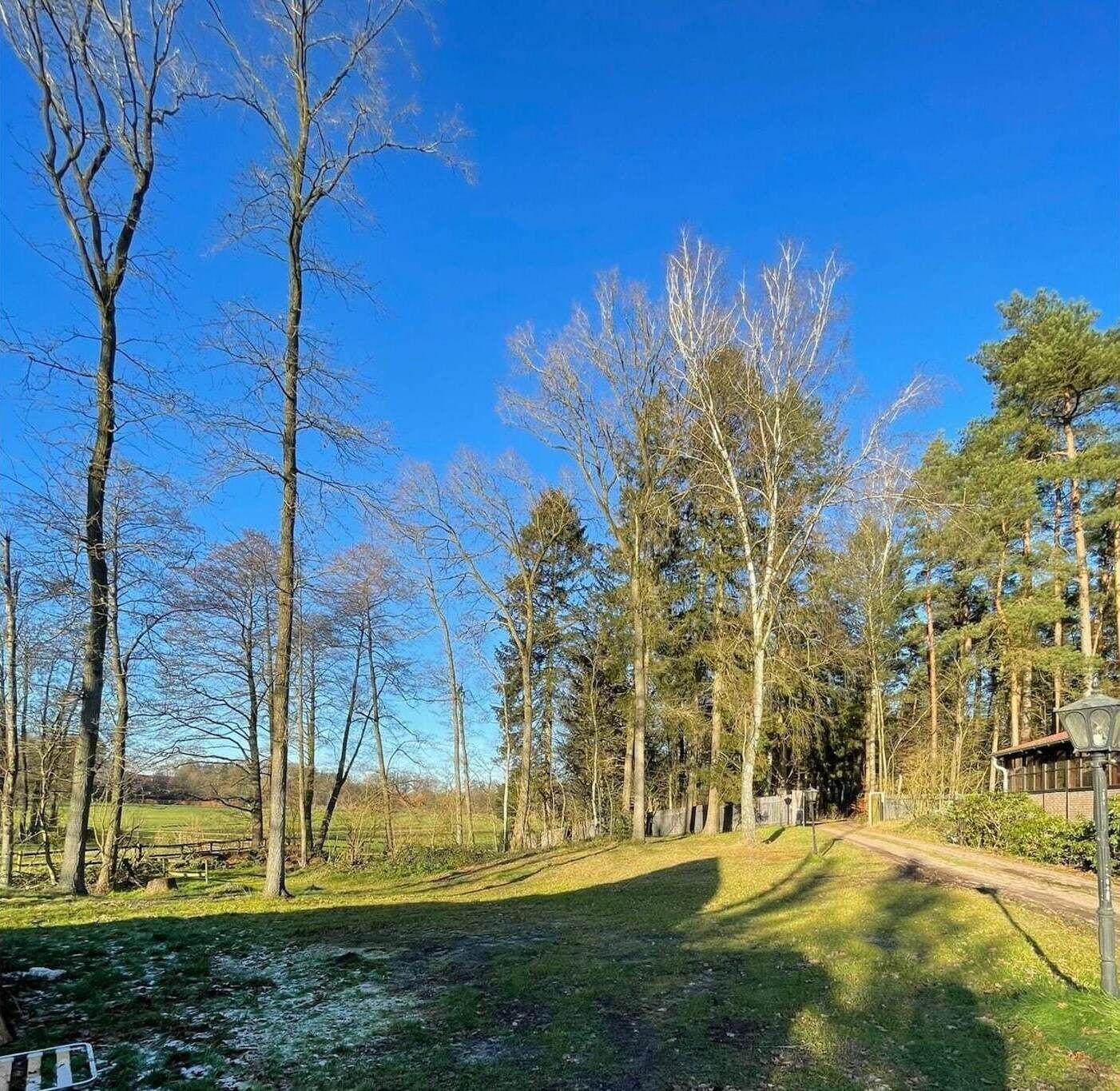A pathway through a park with tall trees and a clear blue sky.