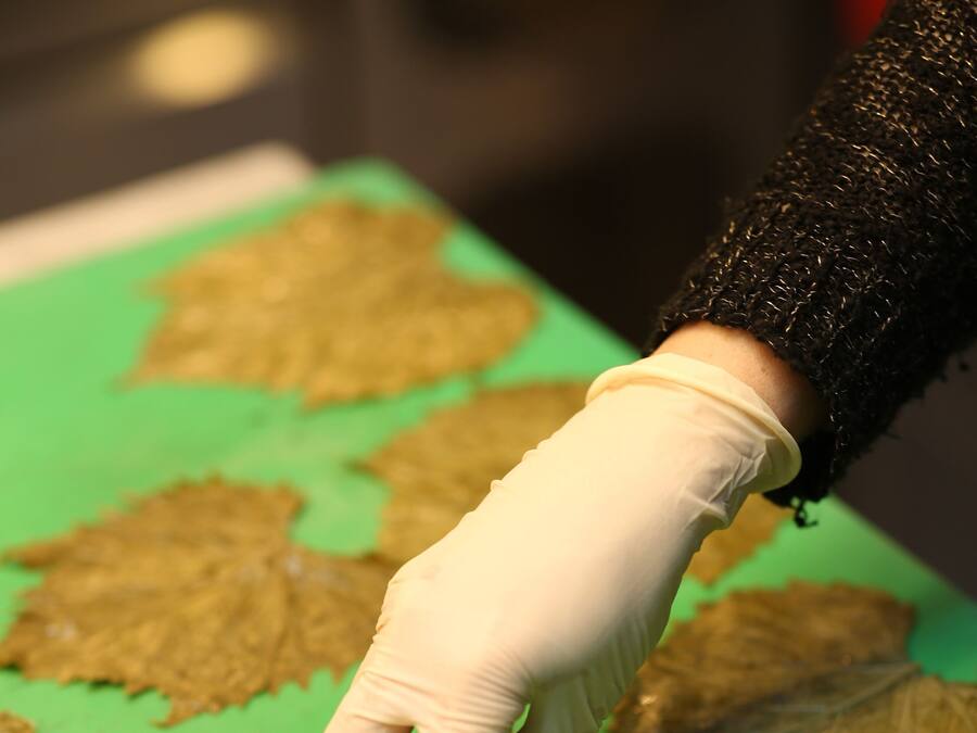 Una persona con guantes sostiene una hoja sobre una superficie verde.