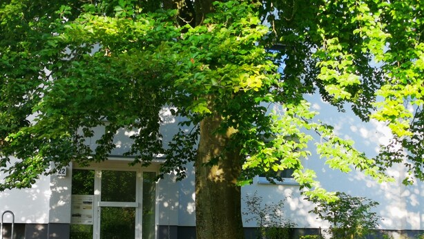A tree in front of a building with a door and windows.