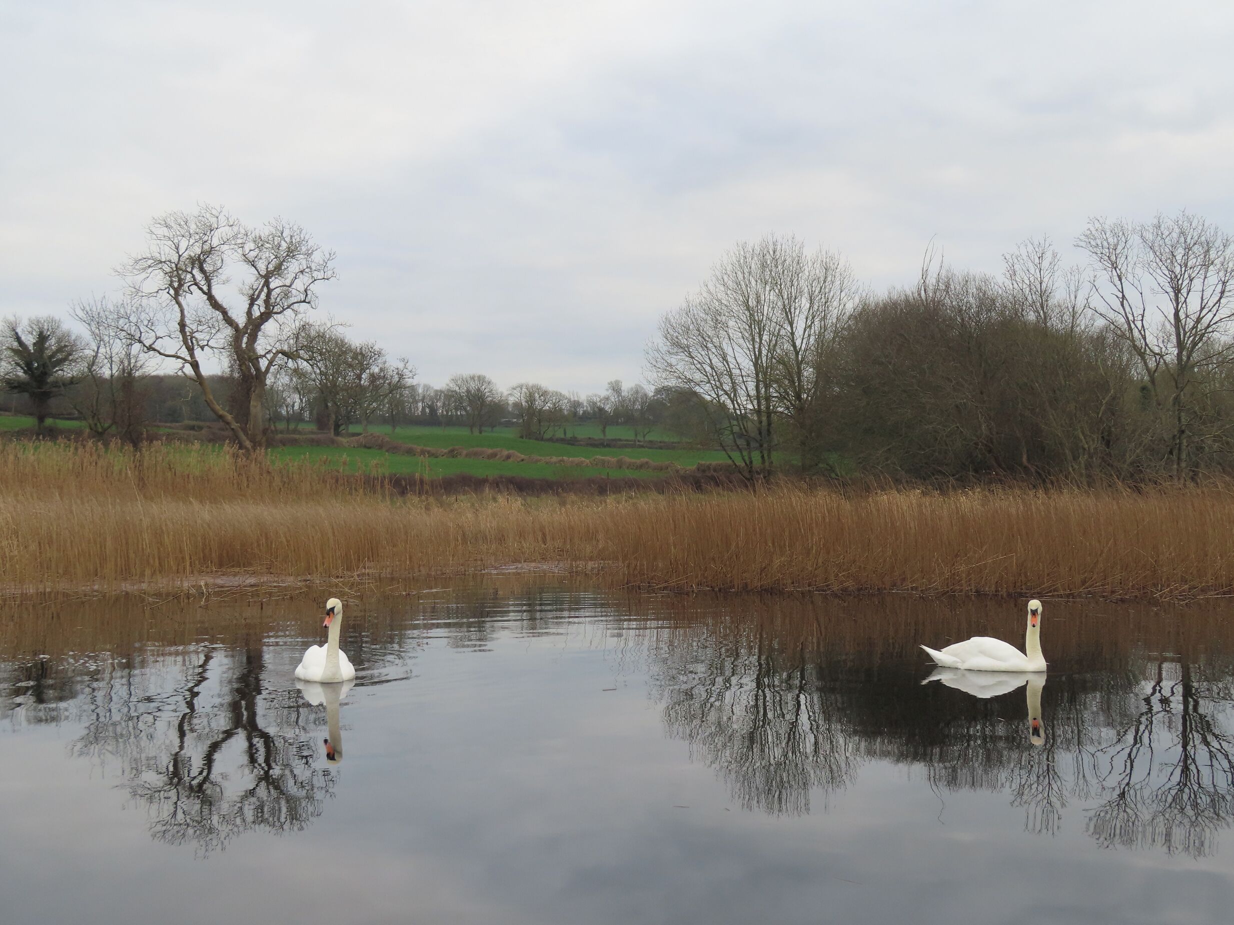 Dois cisnes em águas calmas, com reflexos de árvores e um céu nublado.
