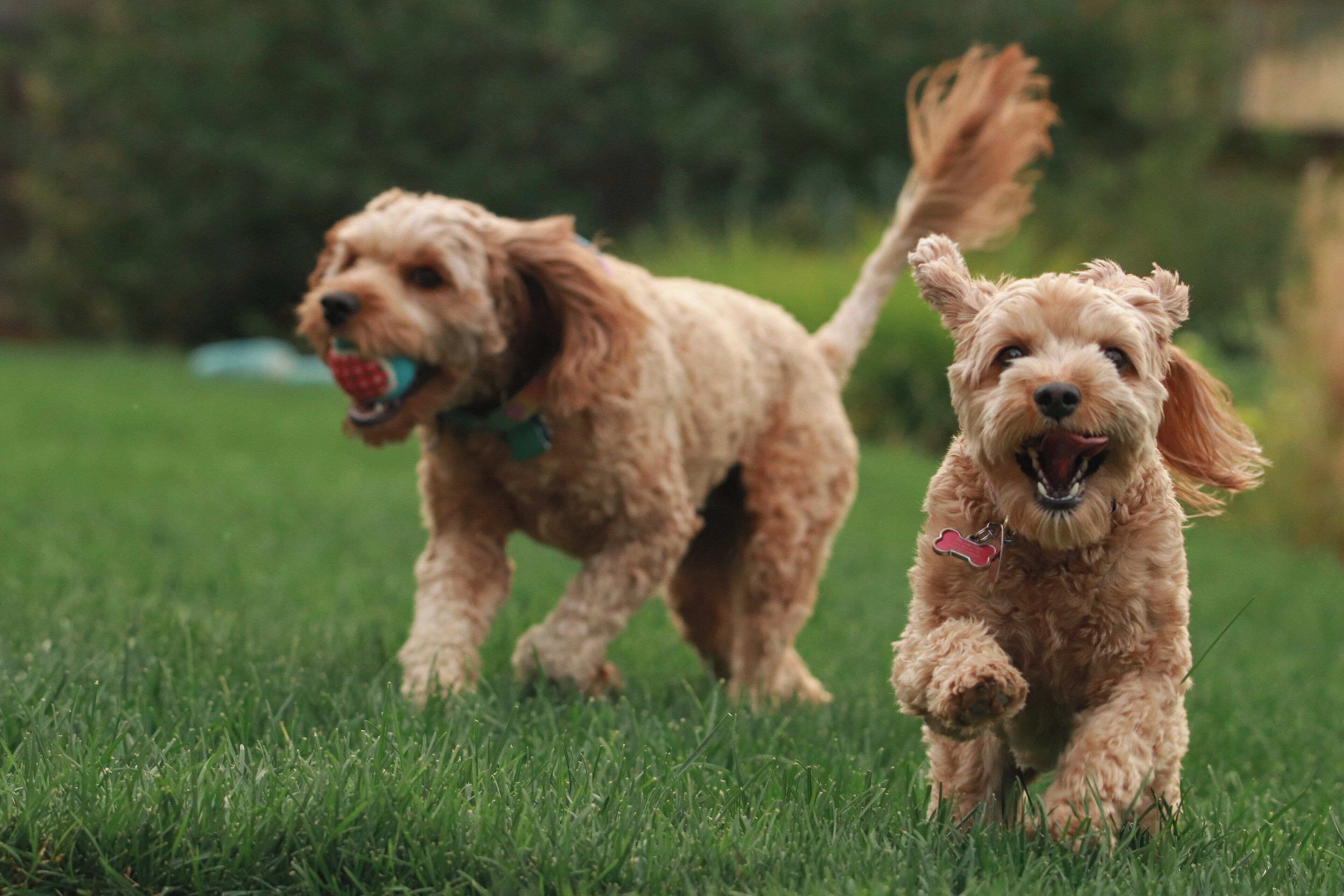 Two dogs running on a grassy field.