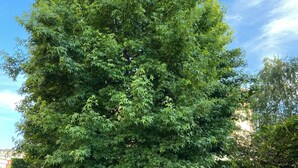 A large tree in a park with a paved walkway. - Trilo Rho Fiera Milano House Rino Palmanova 12 (Rho)