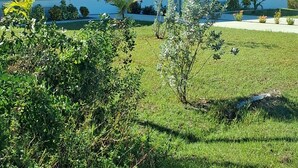A two-story house with a garage, surrounded by a well-maintained lawn and various shrubs. - Modern Place,  3-bedroom house with WiFi, AC, spacious in welcoming Lehigh Acres (Lehigh Acres)