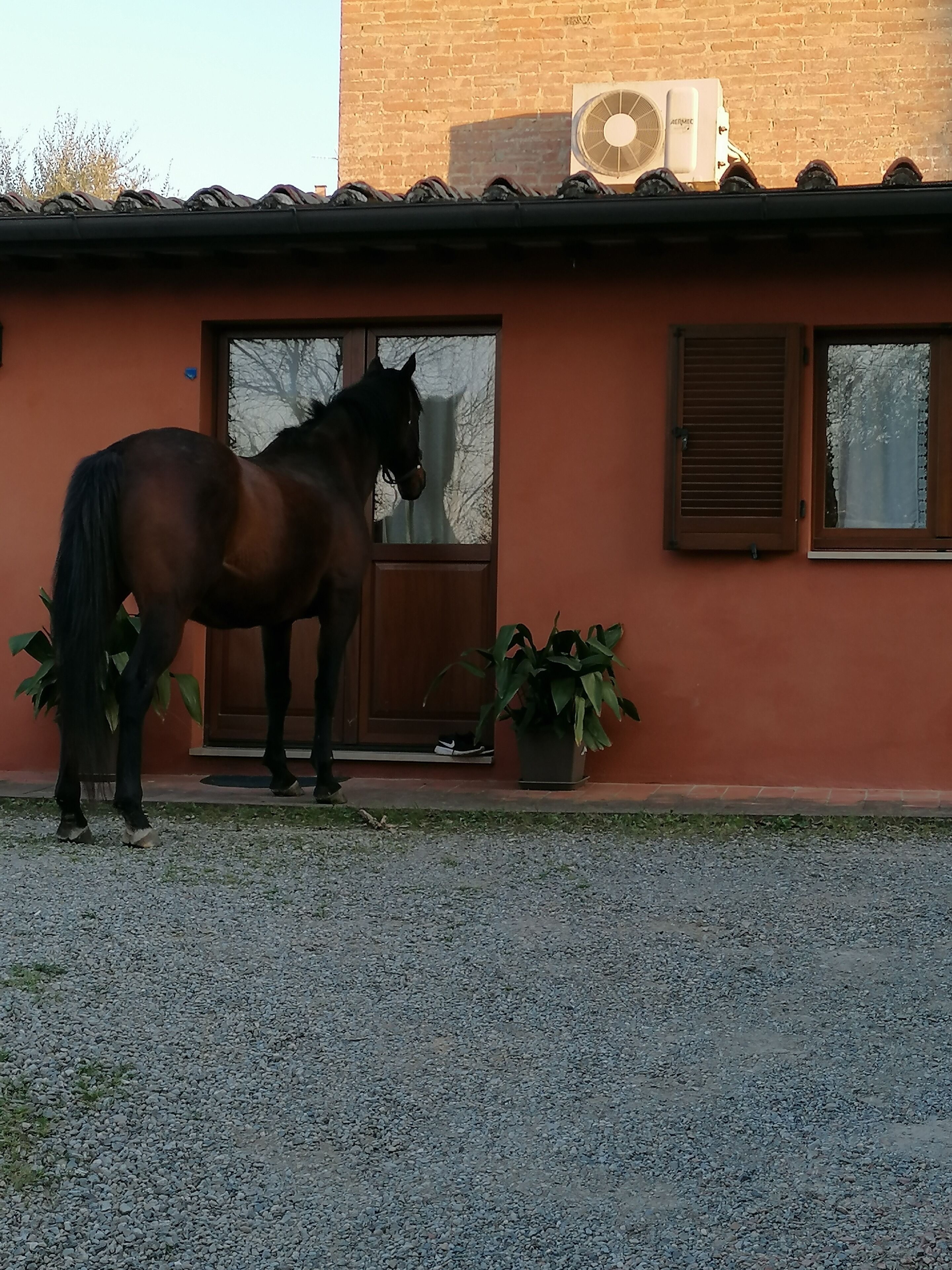 A horse standing outside a building with a brick wall, a wooden door, and a window with shutters.
