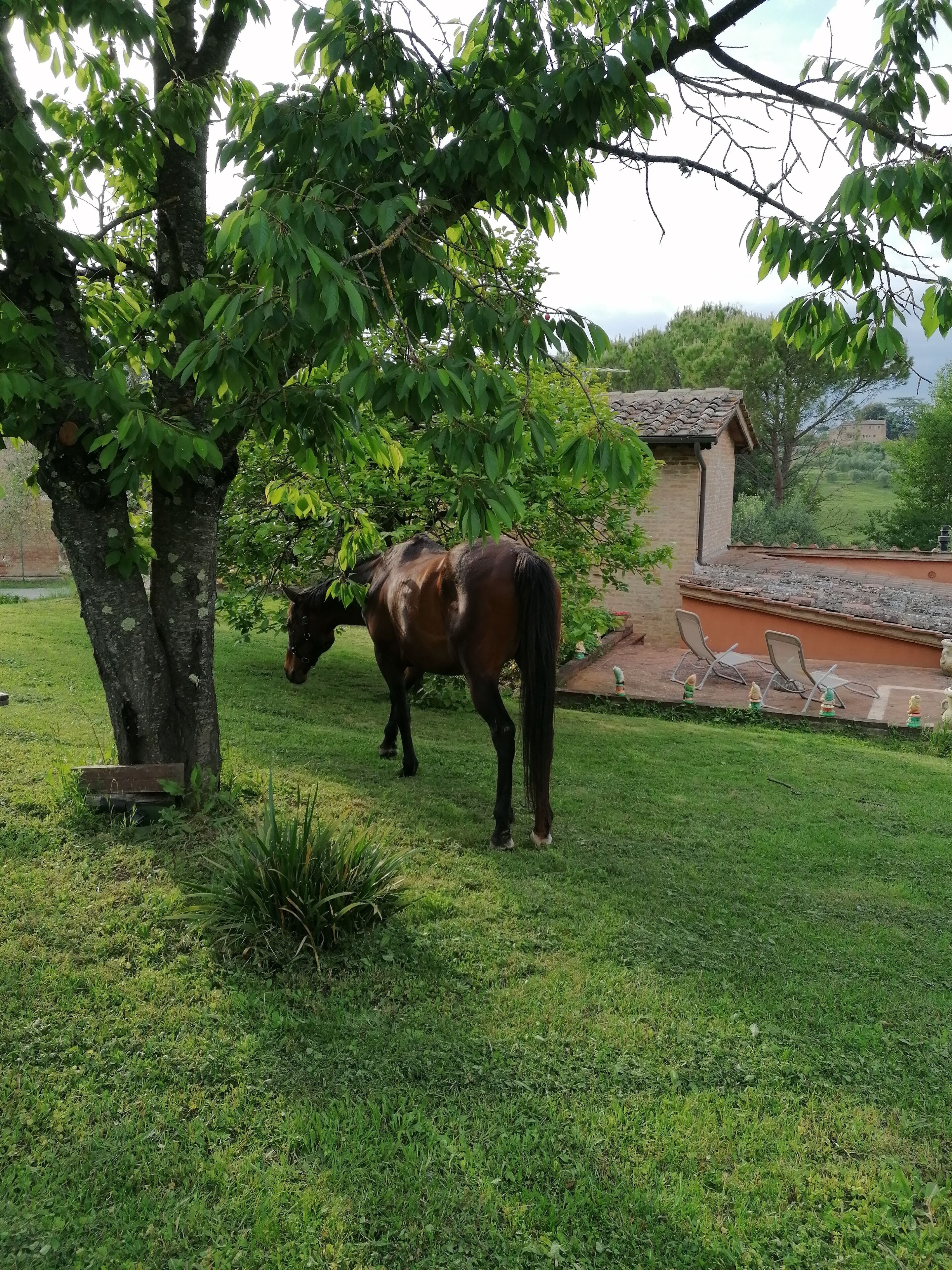 A horse grazing under a tree in a grassy area with a small building in the background.