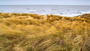 Ein Strand mit grasbewachsenen Dünen und dem Meer im Hintergrund.
