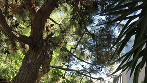 Ein Steinweg führt zu einem Gebäude, über dem ein großer Baum hängt.