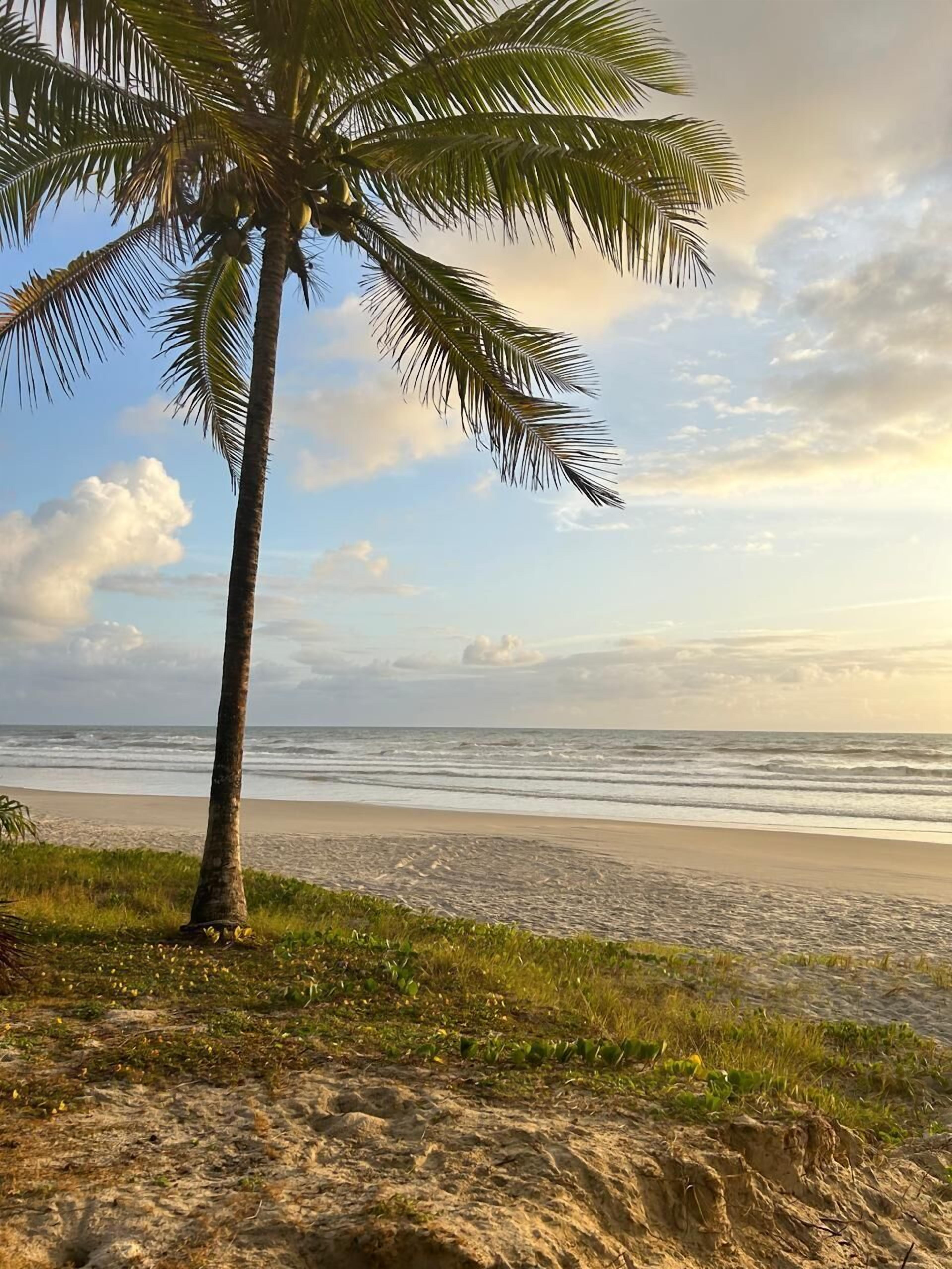 Escena de playa con una palmera y vista al océano.