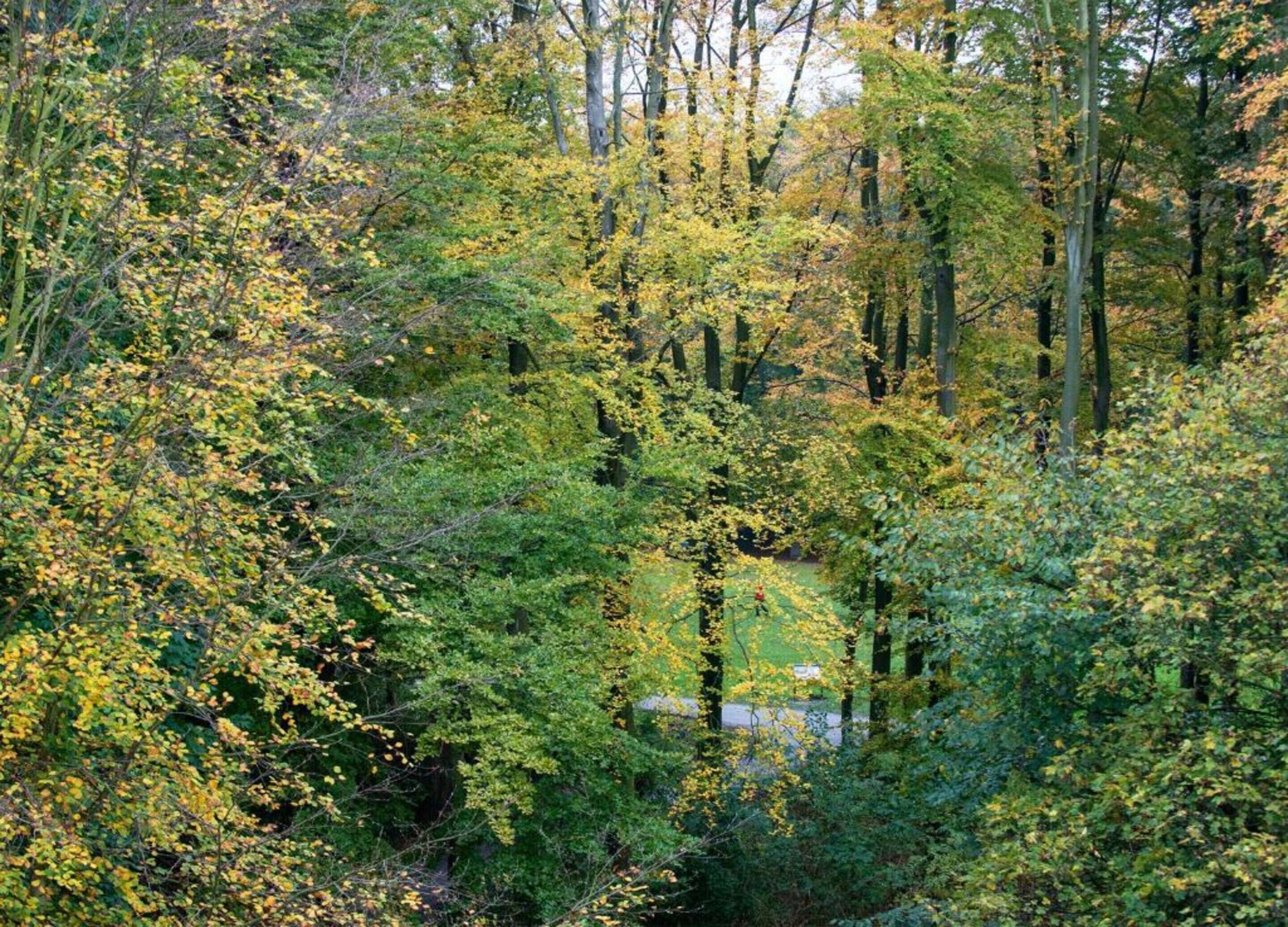 Ein dichter Wald mit hoch aufragenden Bäumen und einer Straße, die hindurchführt.