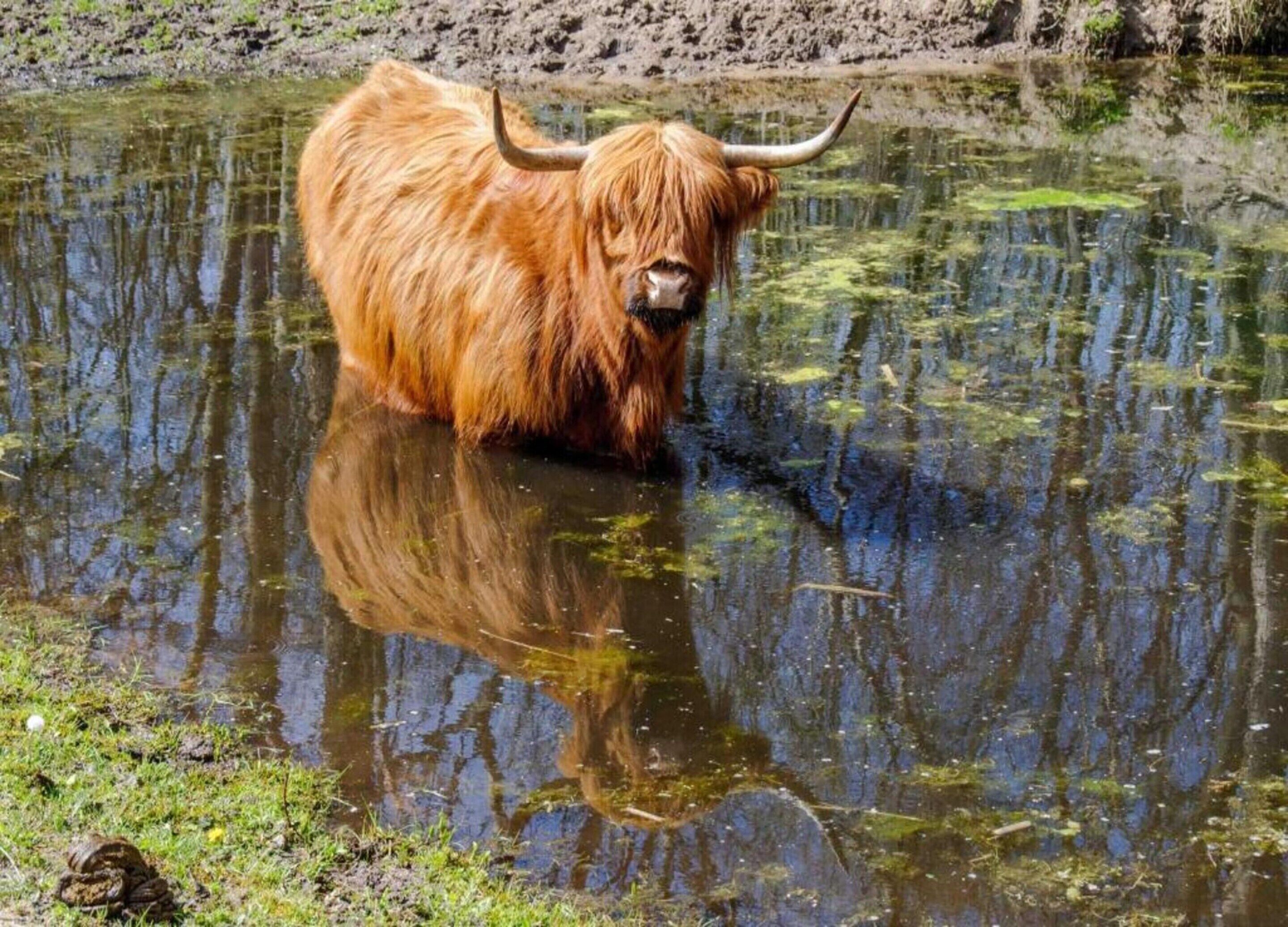 A Highland cow standing in a pond with reflections of trees and a rocky background.
