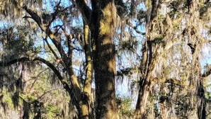 Ein großer Baum mit hängenden Moos, ein Picknicktisch und ein kleines Gebäude in einem Park.