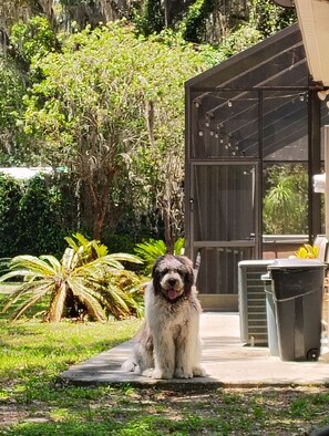 Un perro sentado en un patio con cerramiento de vidrio, rodeado de follaje y un edificio de diseño moderno.