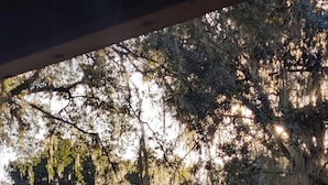 Ein Wohnhaus mit Garage und einem großen Baum, der mit Moos behangen ist.